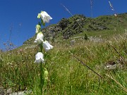 32 Campanula barbata bianca (Campanula selvatica)